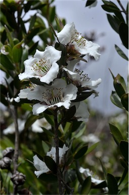 APII jpeg image of Leptospermum turbinatum  © contact APII