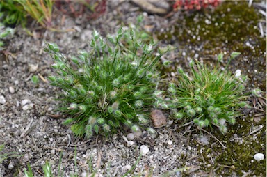 APII jpeg image of Centrolepis strigosa  © contact APII