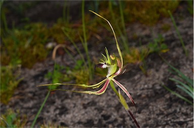 APII jpeg image of Caladenia tentaculata  © contact APII