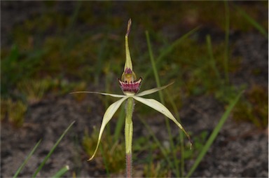 APII jpeg image of Caladenia reticulata  © contact APII