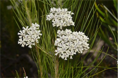 APII jpeg image of Conospermum mitchellii  © contact APII