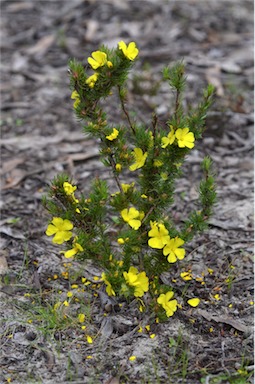 APII jpeg image of Hibbertia fasciculata  © contact APII