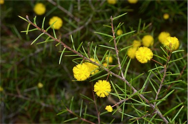 APII jpeg image of Acacia brownii  © contact APII