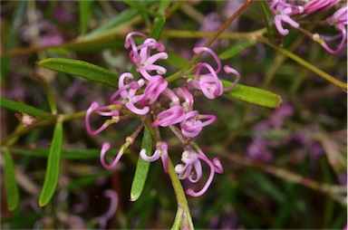 APII jpeg image of Grevillea gariwerdensis  © contact APII