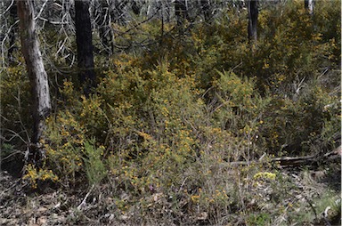 APII jpeg image of Pultenaea scabra  © contact APII