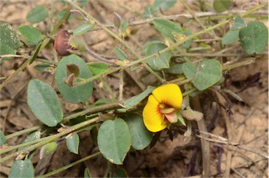 APII jpeg image of Bossiaea prostrata  © contact APII