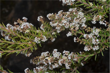 APII jpeg image of Leucopogon thymifolius  © contact APII