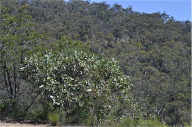 APII jpeg image of Eucalyptus serraensis  © contact APII