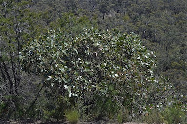 APII jpeg image of Eucalyptus serraensis  © contact APII