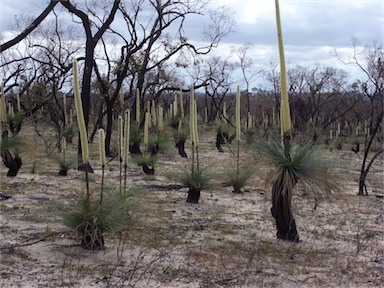 APII jpeg image of Xanthorrhoea australis  © contact APII