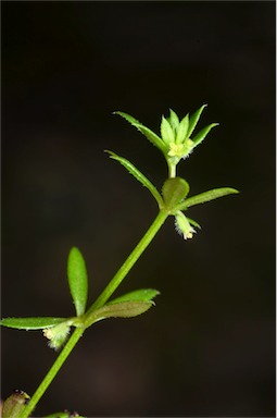 APII jpeg image of Galium murale  © contact APII