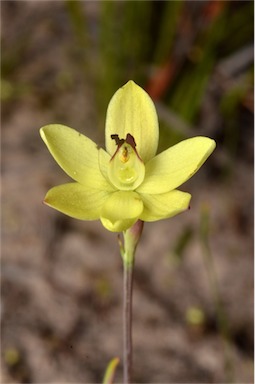 APII jpeg image of Thelymitra antennifera  © contact APII