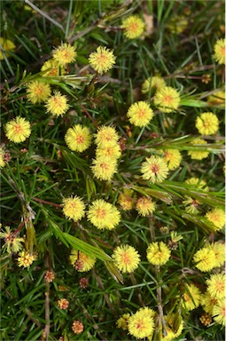 APII jpeg image of Acacia aculeatissima  © contact APII