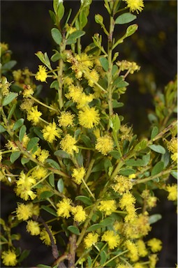 APII jpeg image of Acacia acinacea  © contact APII