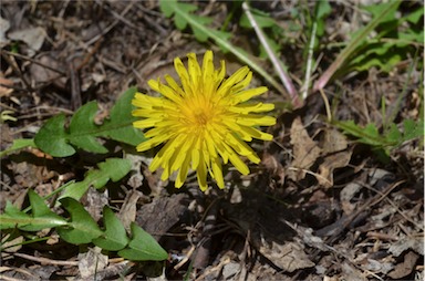 APII jpeg image of Taraxacum sect. Hamata  © contact APII