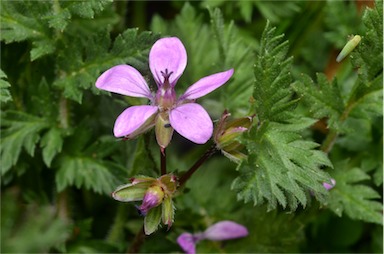 APII jpeg image of Erodium cicutarium  © contact APII