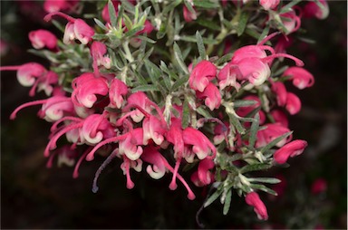 APII jpeg image of Grevillea 'Poorinda Illumina'  © contact APII