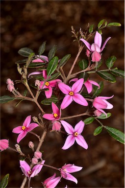 APII jpeg image of Boronia mollis 'Telopea Valley Star'  © contact APII