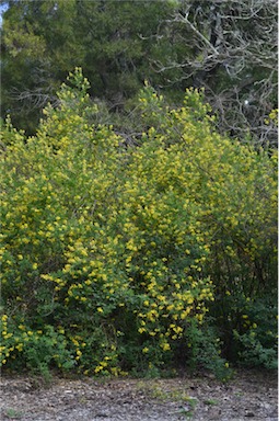 APII jpeg image of Goodia lotifolia  © contact APII