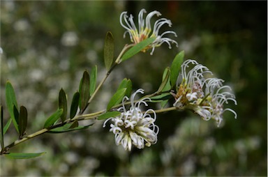 APII jpeg image of Grevillea sericea subsp. sericea  © contact APII