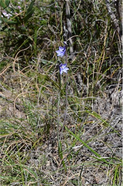 APII jpeg image of Thelymitra juncifolia  © contact APII