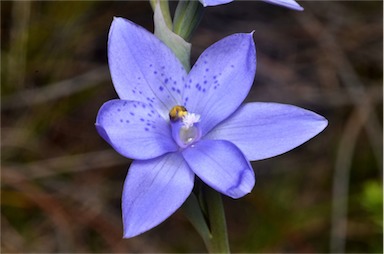 APII jpeg image of Thelymitra juncifolia  © contact APII