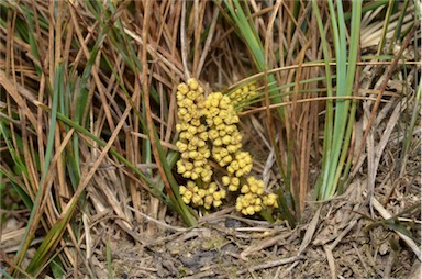 APII jpeg image of Lomandra glauca  © contact APII