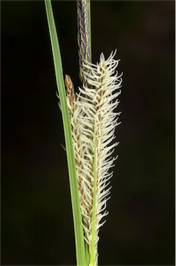 APII jpeg image of Carex gaudichaudiana  © contact APII