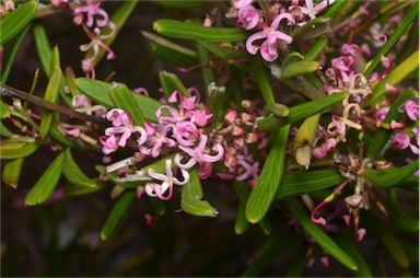 APII jpeg image of Grevillea quinquenervis  © contact APII