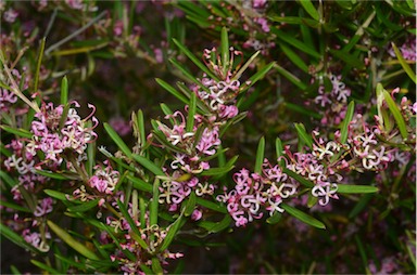 APII jpeg image of Grevillea quinquenervis  © contact APII