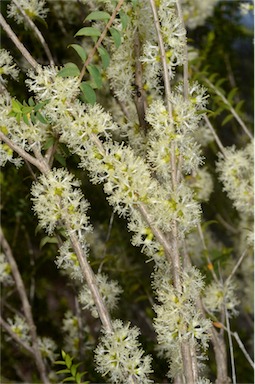 APII jpeg image of Melaleuca acuminata subsp. acuminata  © contact APII