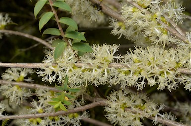 APII jpeg image of Melaleuca acuminata subsp. acuminata  © contact APII