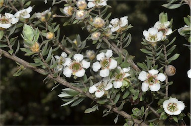 APII jpeg image of Leptospermum lanigerum  © contact APII