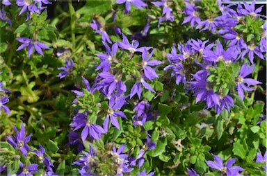 APII jpeg image of Scaevola 'Blue'  © contact APII