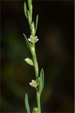 APII jpeg image of Polygonum bellardii  © contact APII