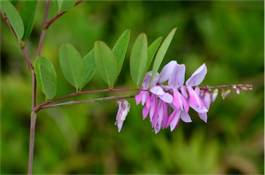 APII jpeg image of Indigofera decora  © contact APII