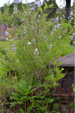 APII jpeg image of Rotheca myricoides subsp. myricoides  © contact APII