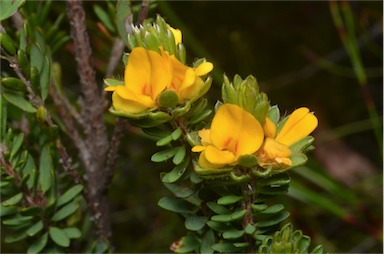 APII jpeg image of Pultenaea canescens  © contact APII