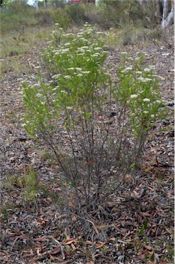 APII jpeg image of Ozothamnus diosmifolius  © contact APII