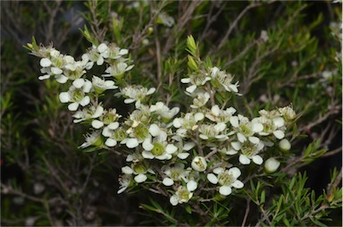 APII jpeg image of Leptospermum continentale  © contact APII