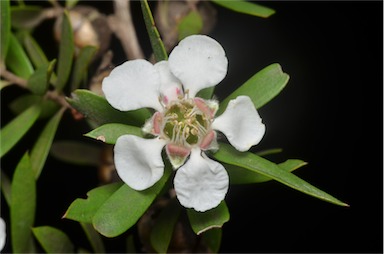 APII jpeg image of Leptospermum grandifolium  © contact APII