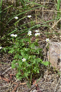 APII jpeg image of Oxalis latifolia  © contact APII