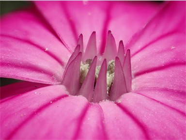 APII jpeg image of Silene coronaria  © contact APII