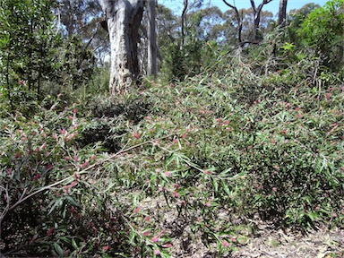 APII jpeg image of Grevillea 'Coastal Glow'  © contact APII