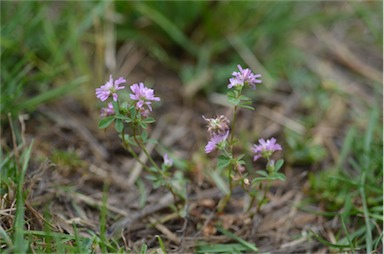 APII jpeg image of Trifolium resupinatum var. resupinatum  © contact APII