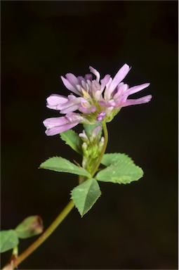 APII jpeg image of Trifolium resupinatum var. resupinatum  © contact APII