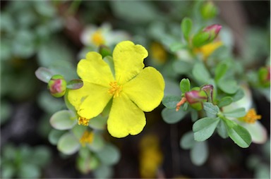 APII jpeg image of Hibbertia diffusa  © contact APII