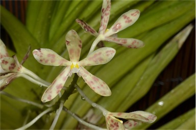 APII jpeg image of Dipodium pictum  © contact APII