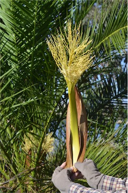 APII jpeg image of Phoenix canariensis  © contact APII