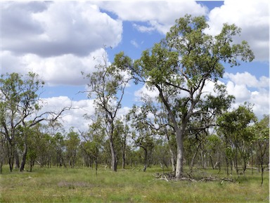 APII jpeg image of Eucalyptus populnea  © contact APII